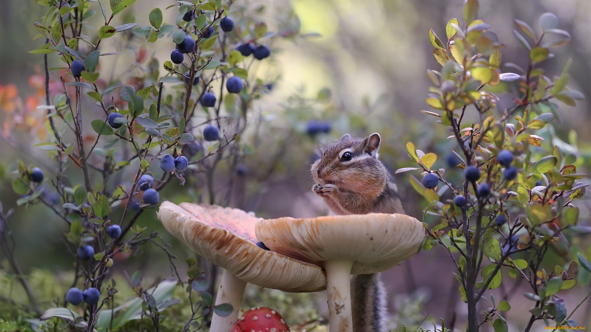 животные, бурундуки, бурундук