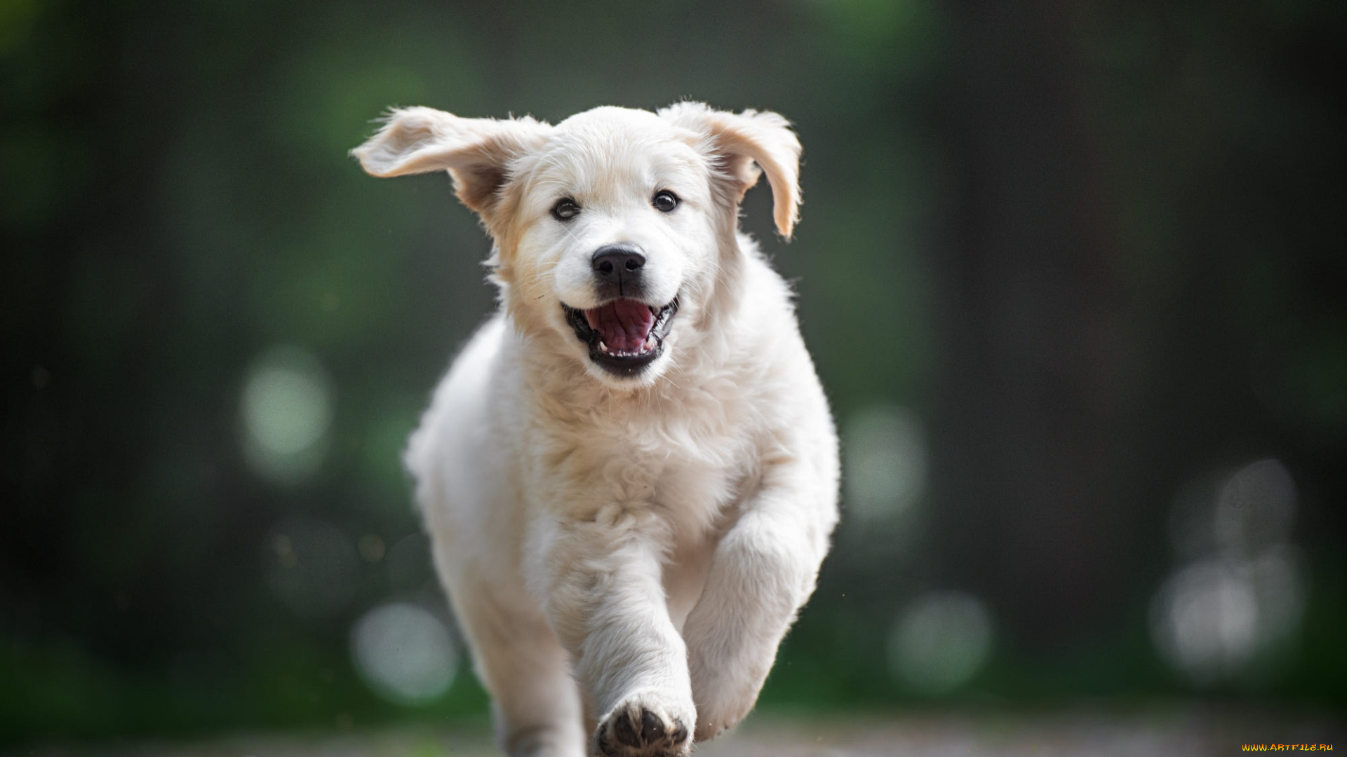 животные, собаки