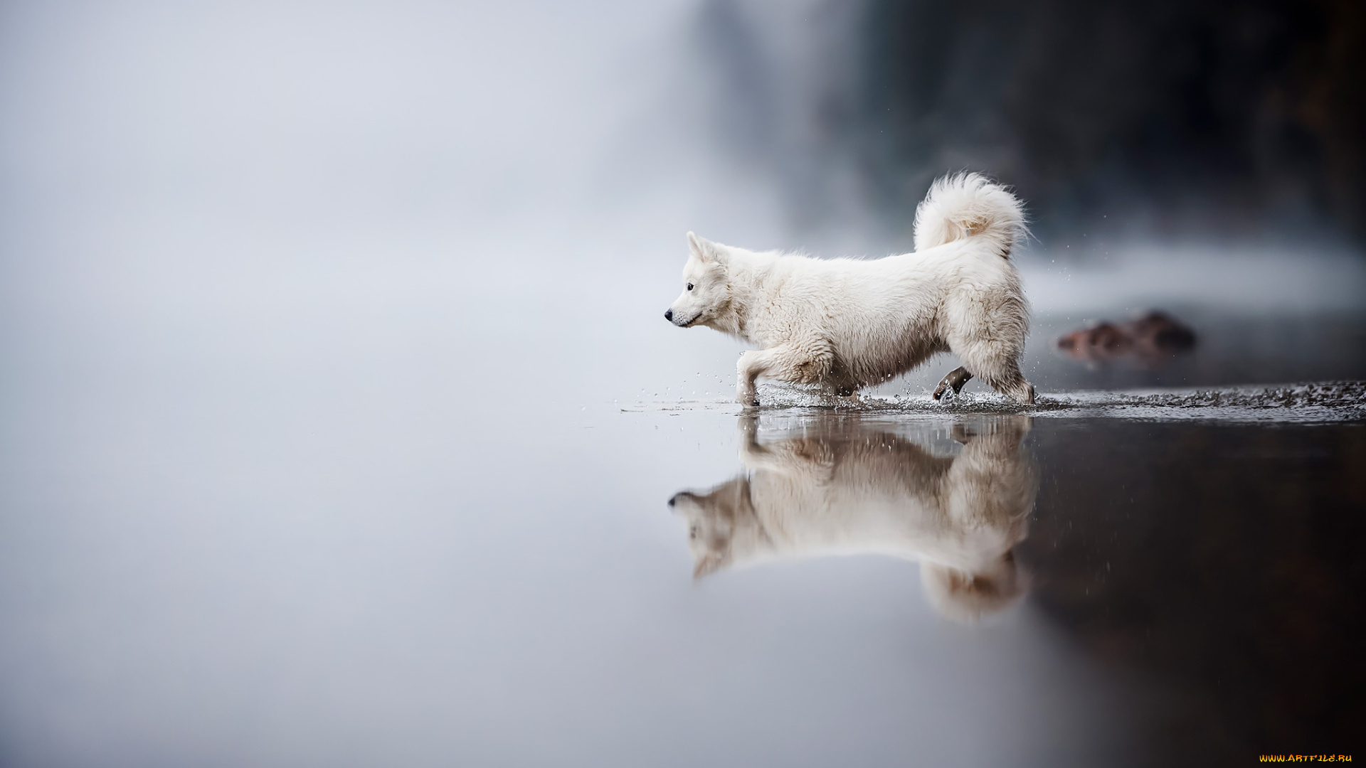 животные, собаки, собака