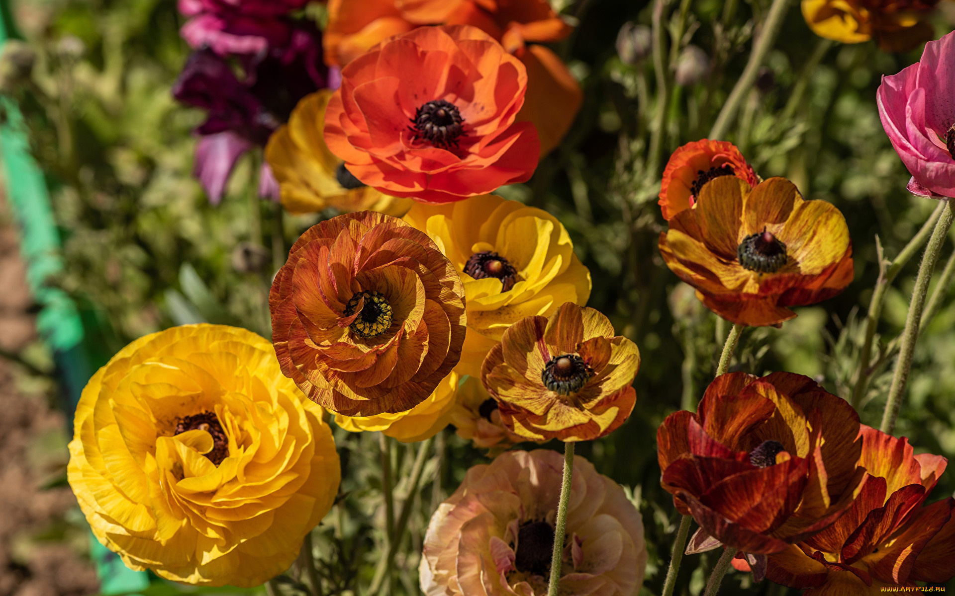 цветы, ранункулюс, , азиатский, лютик, разноцветные