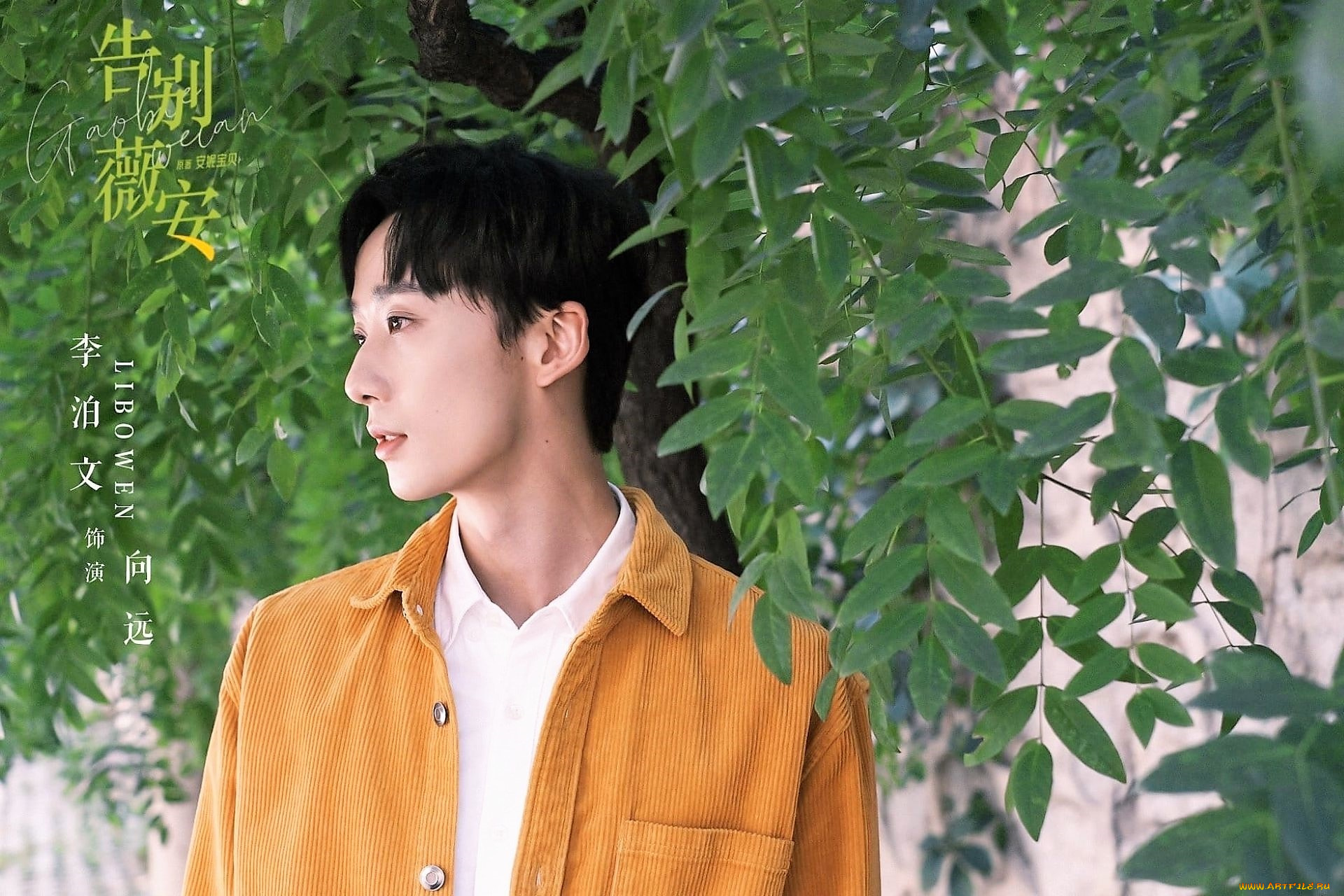 мужчины, li, bo, wen, актер, куртка, дерево