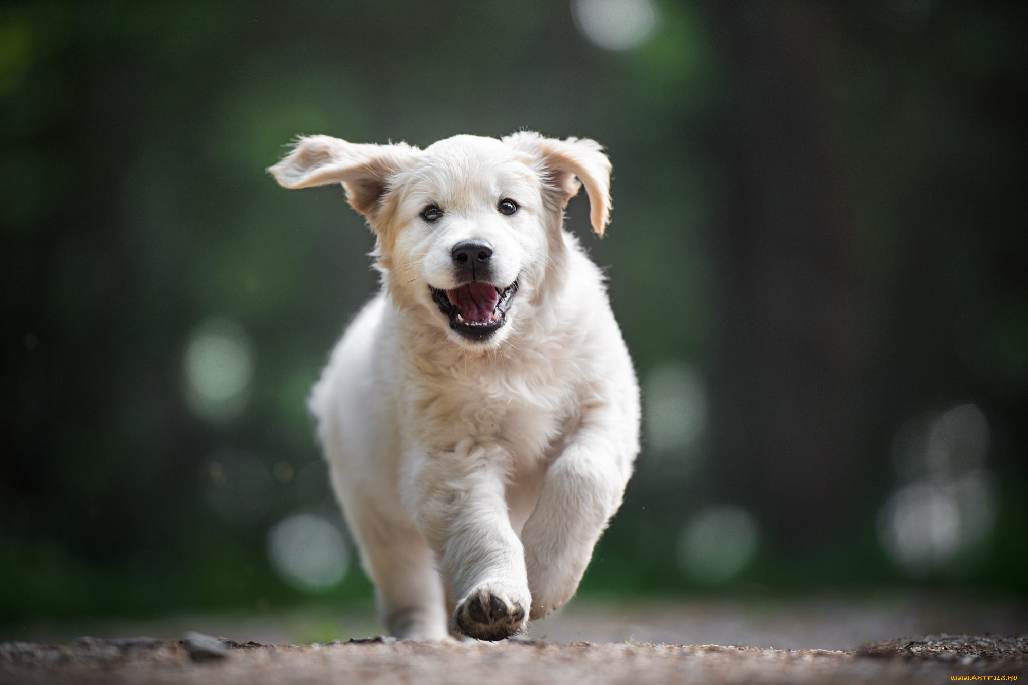 животные, собаки