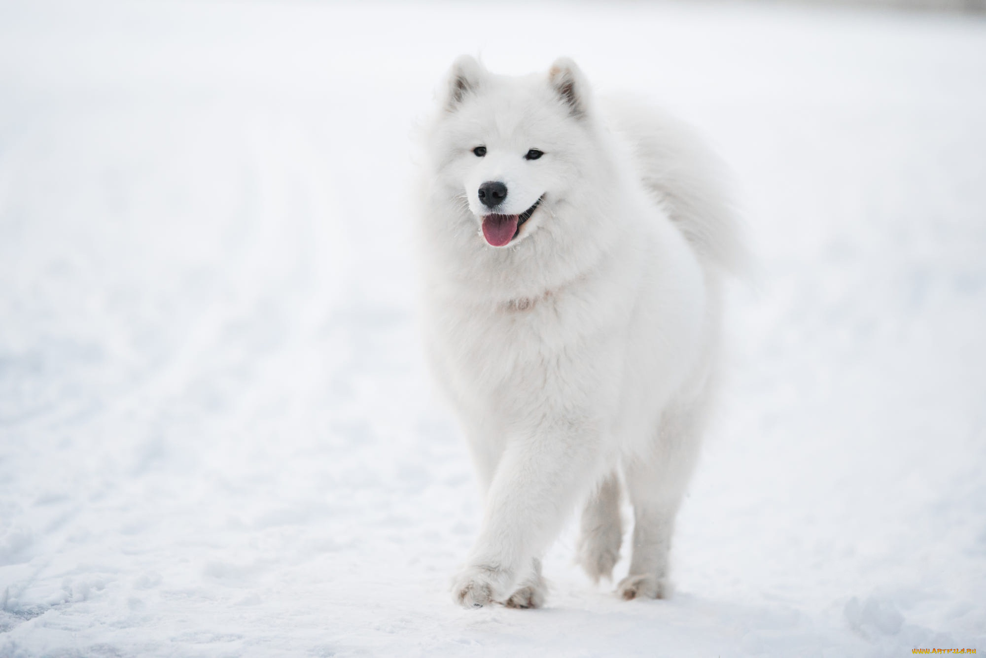 животные, собаки, собака
