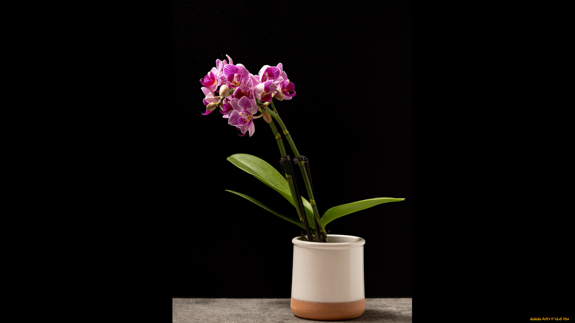 цветы, орхидеи, вазон, полосатые, экзотика