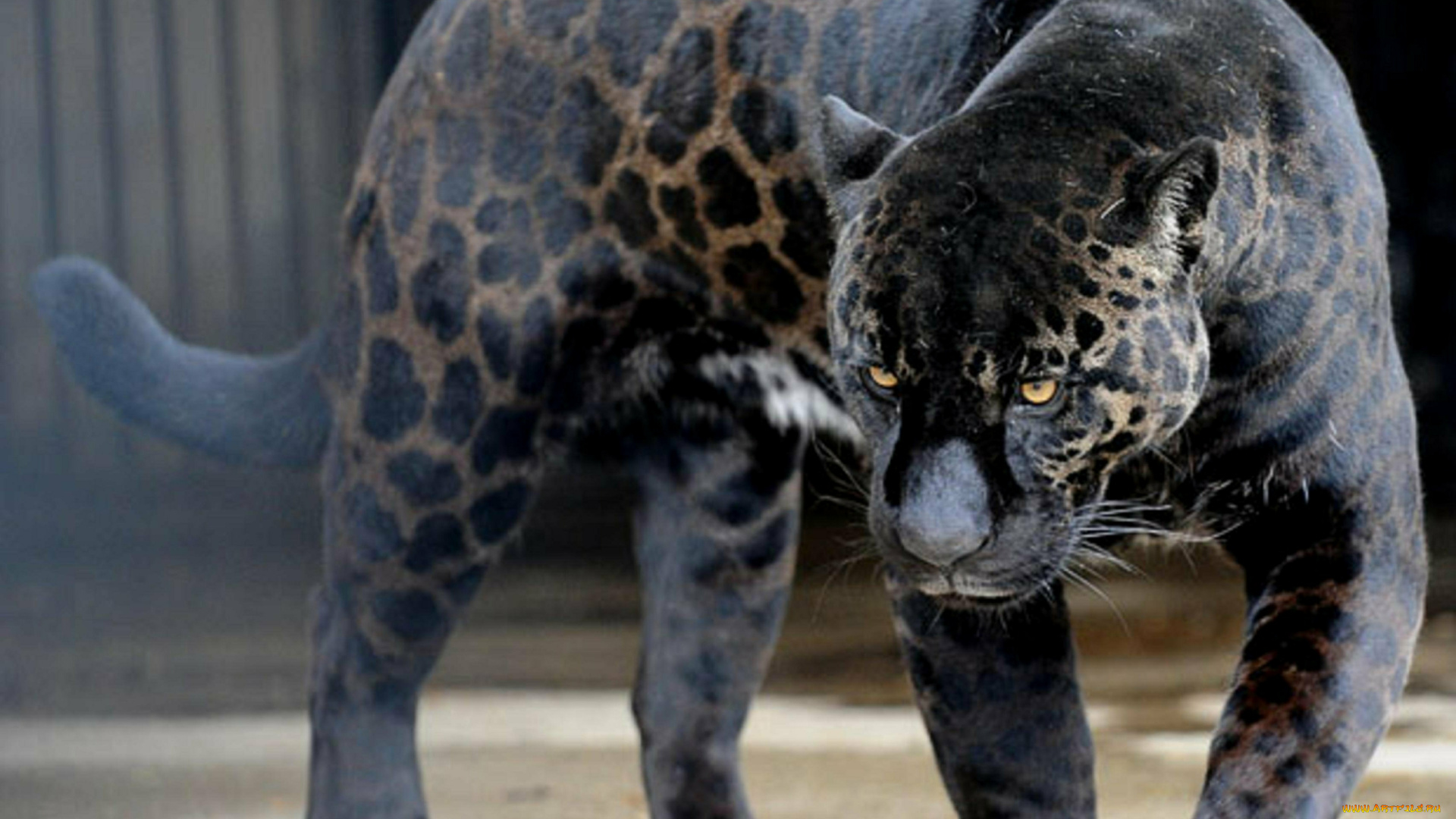 яглев, животные, ягуары, гибрид