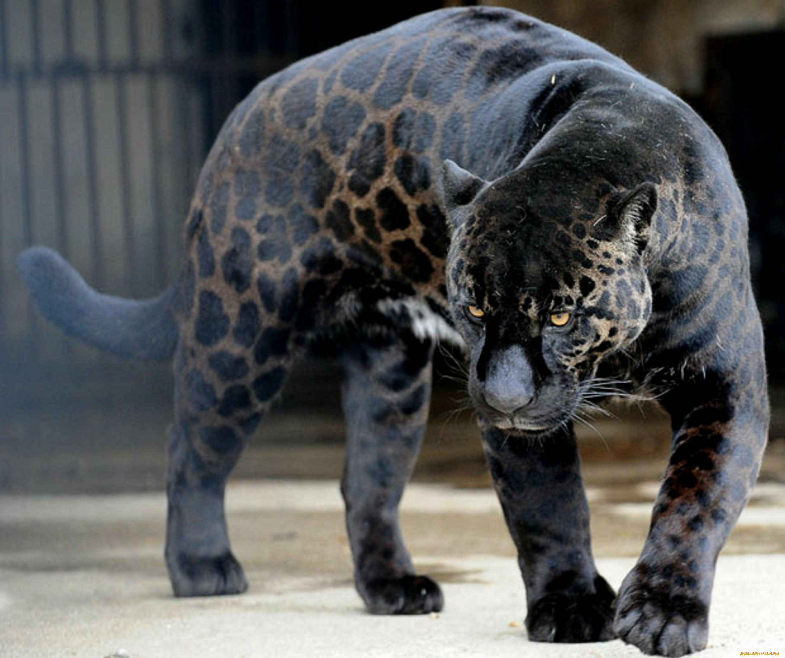 яглев, животные, ягуары, гибрид