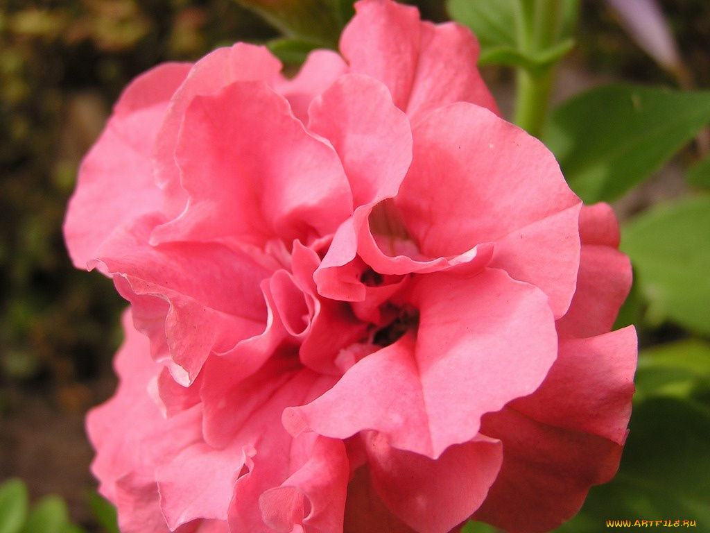 цветы, бальзамины