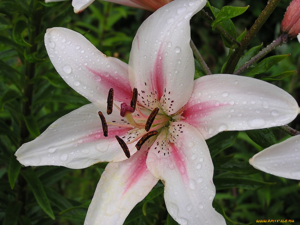 цветы, лилии, лилейники