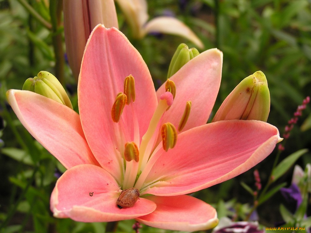 цветы, лилии, лилейники