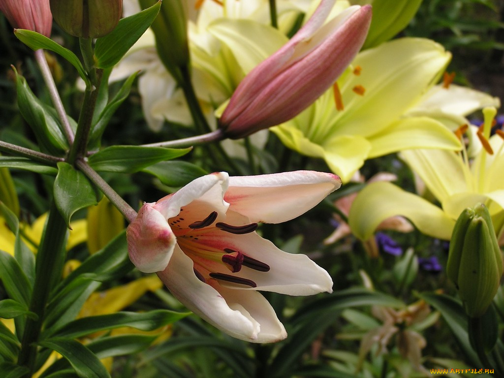 цветы, лилии, лилейники
