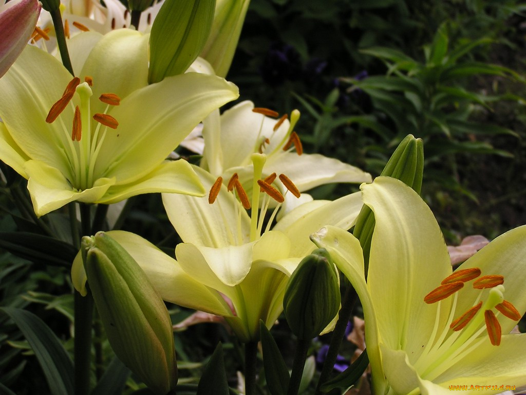 цветы, лилии, лилейники