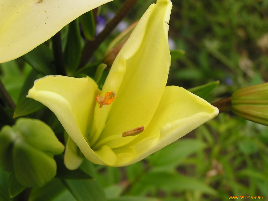 цветы, лилии, лилейники