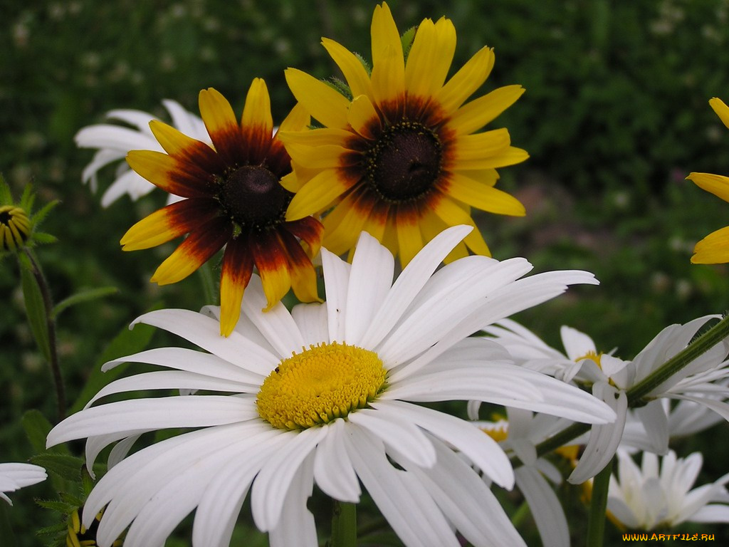 цветы, разные, вместе