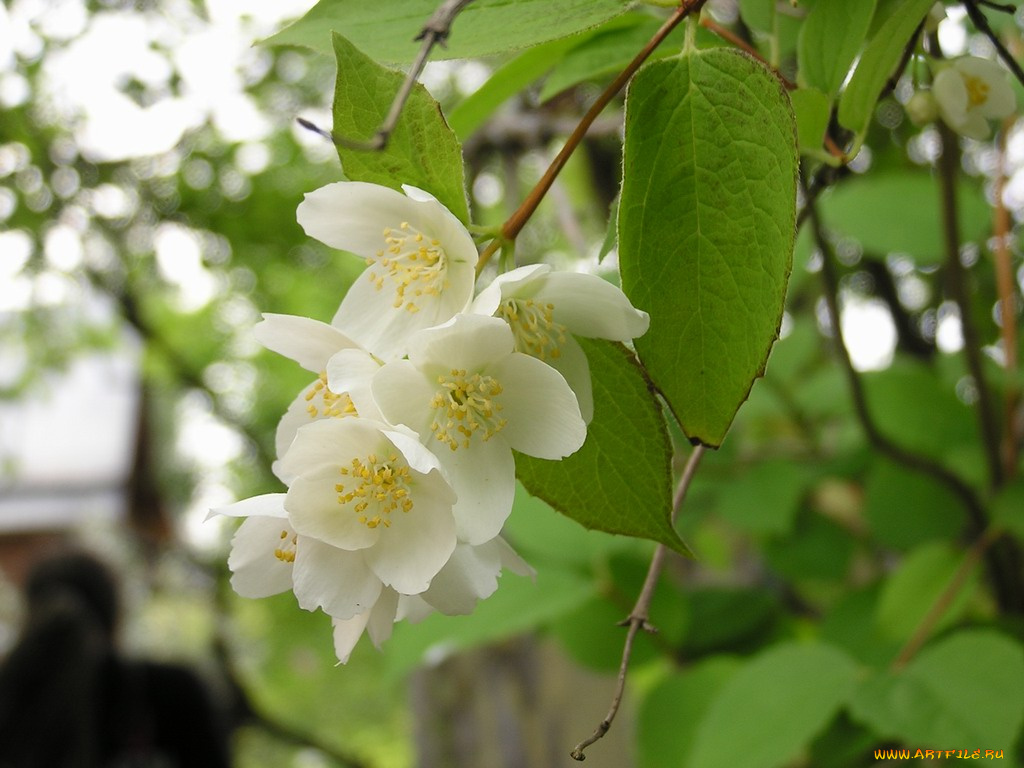 цветы, жасмин