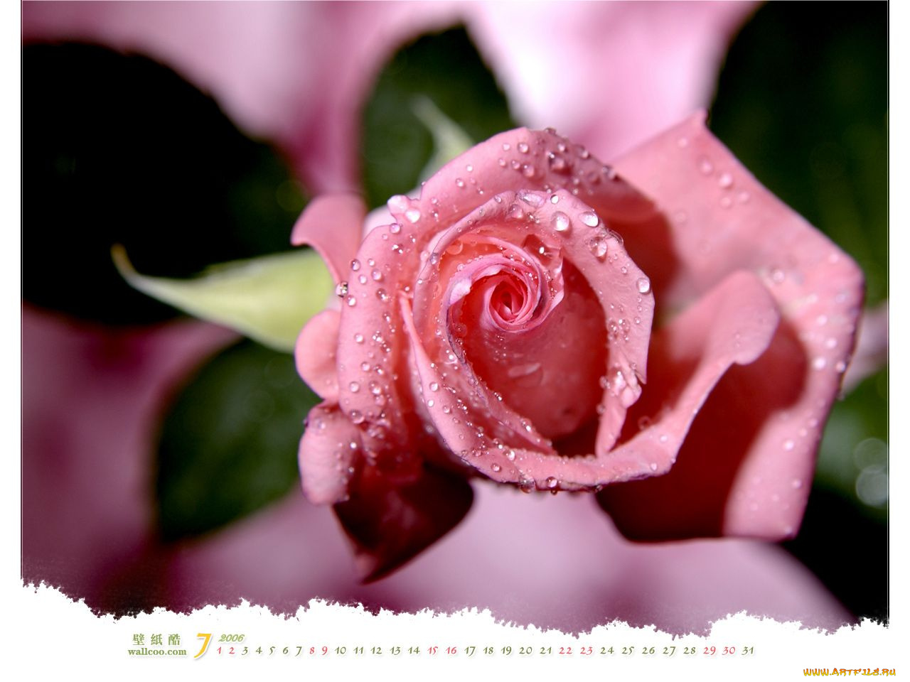 календари, цветы