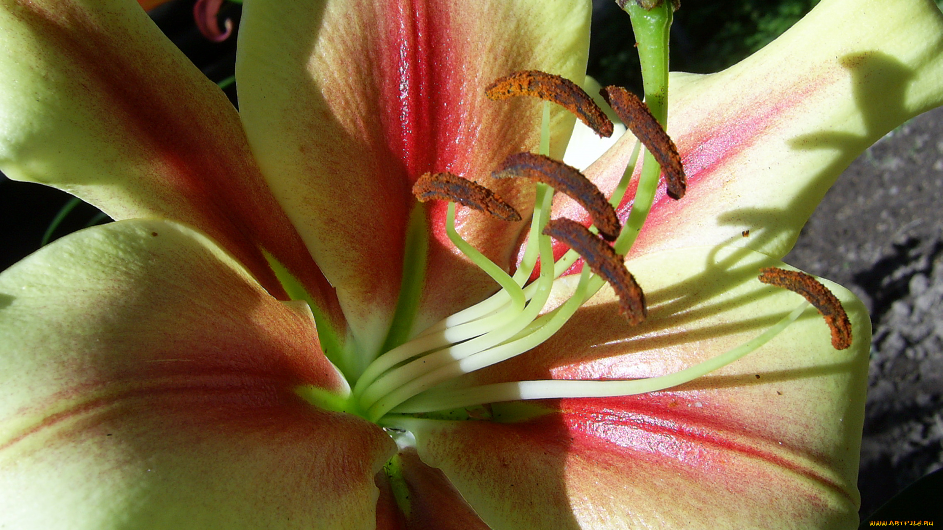 цветы, лилии, лилейники