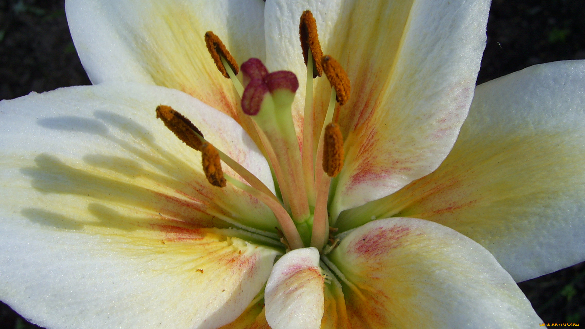 цветы, лилии, лилейники