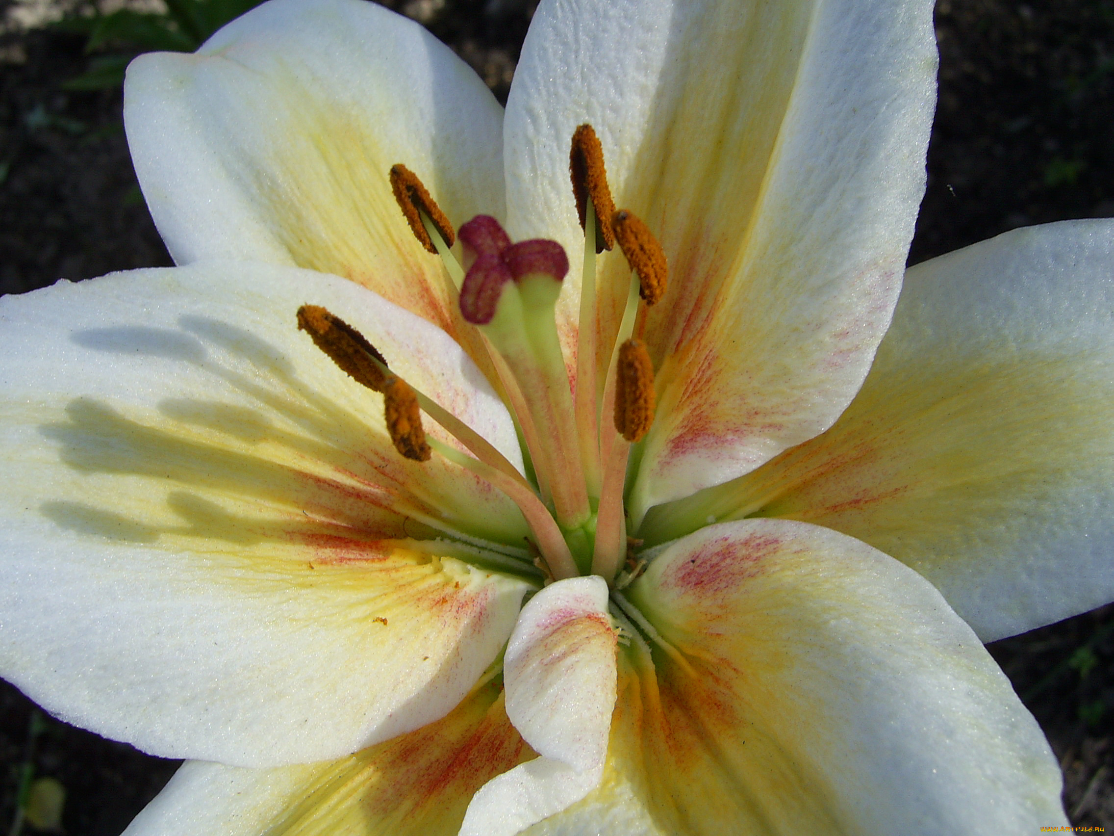 цветы, лилии, лилейники