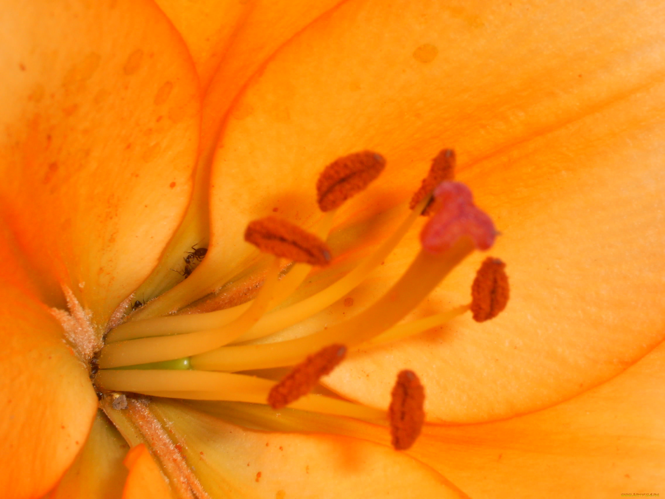 цветы, лилии, лилейники