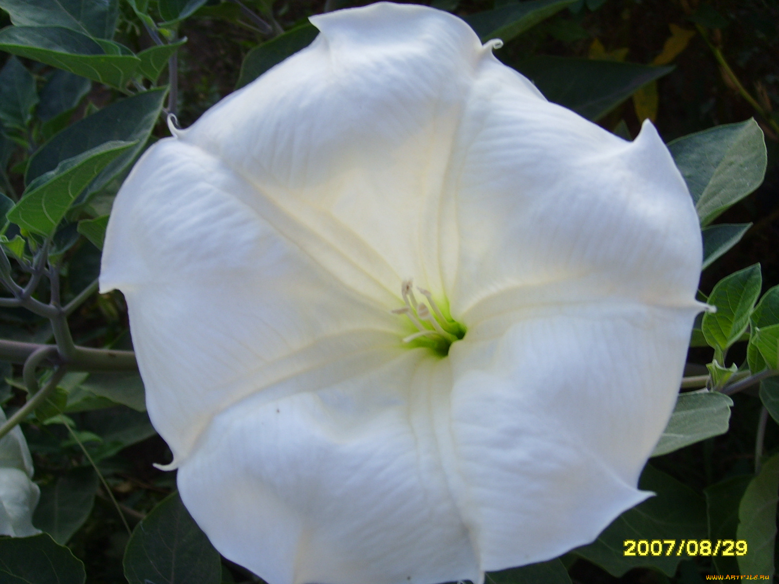 цветы, бругмансия, дурман, трубы, ангела