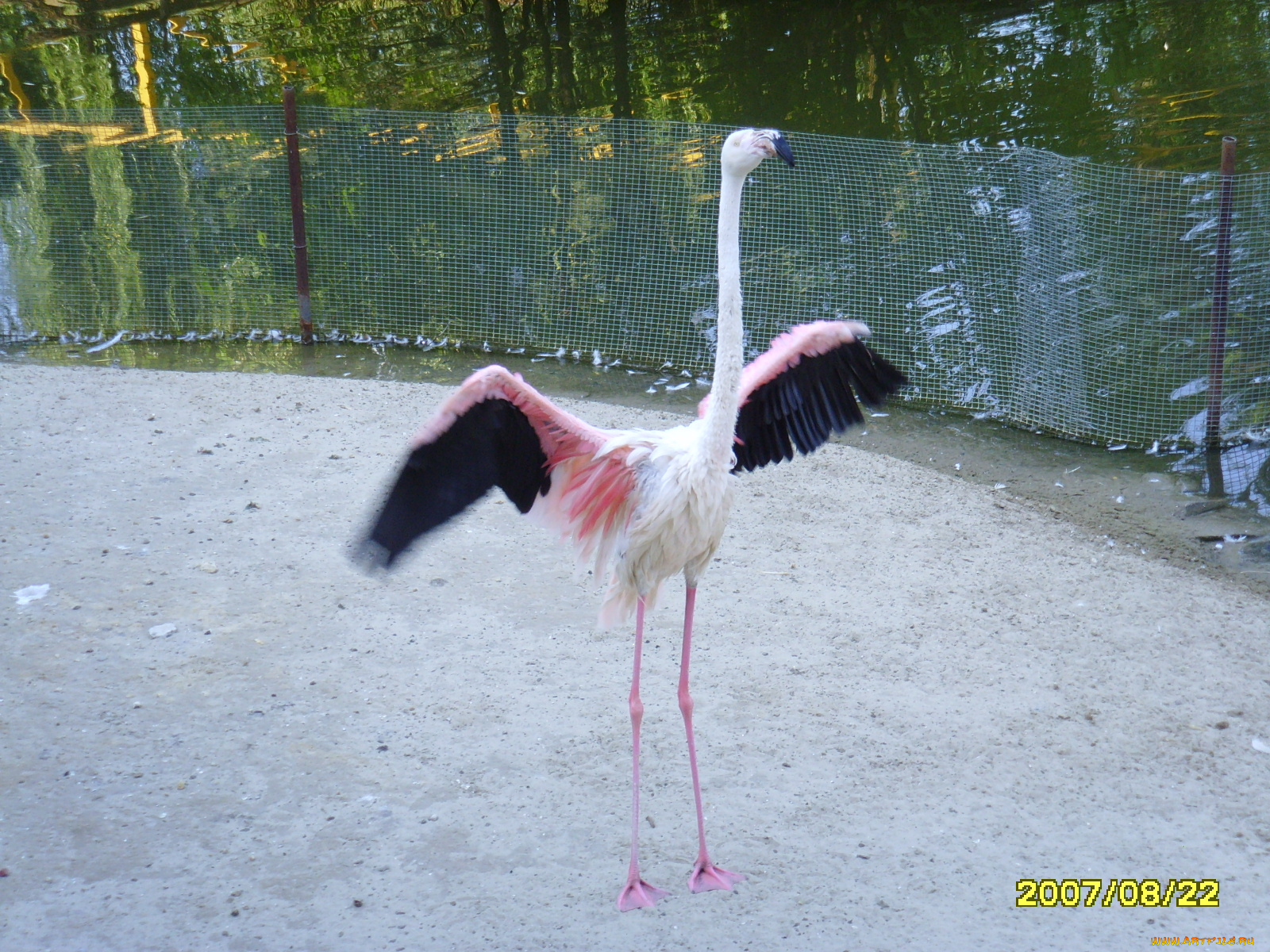 животные, фламинго