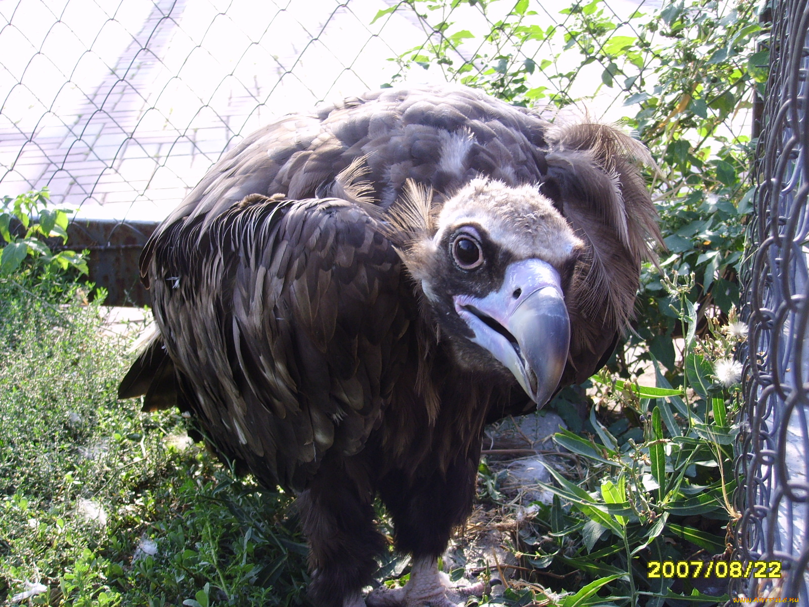 животные, птицы, хищники