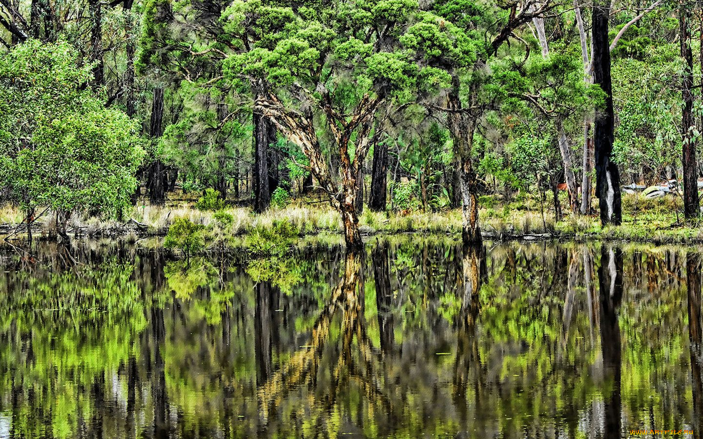 природа, лес