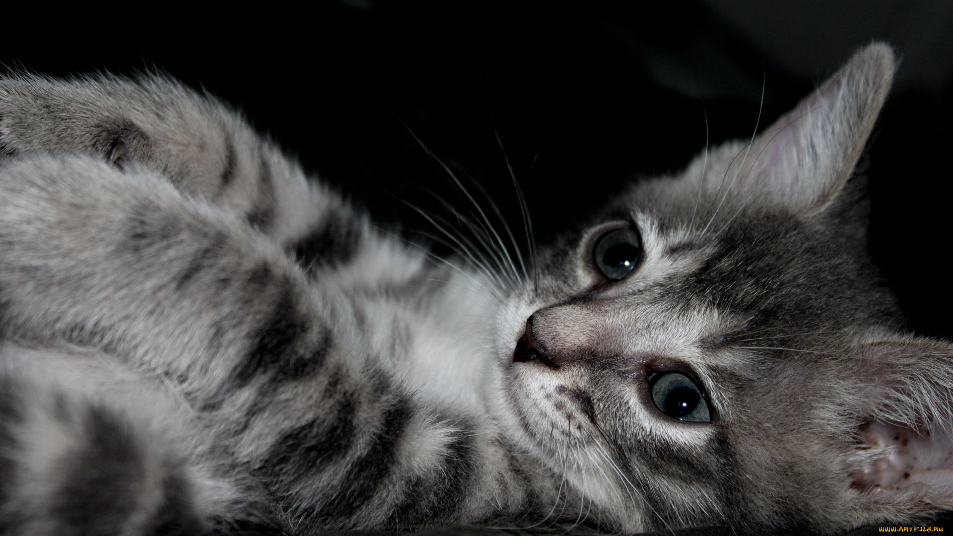 авт, alenushka, 1989, животные, коты