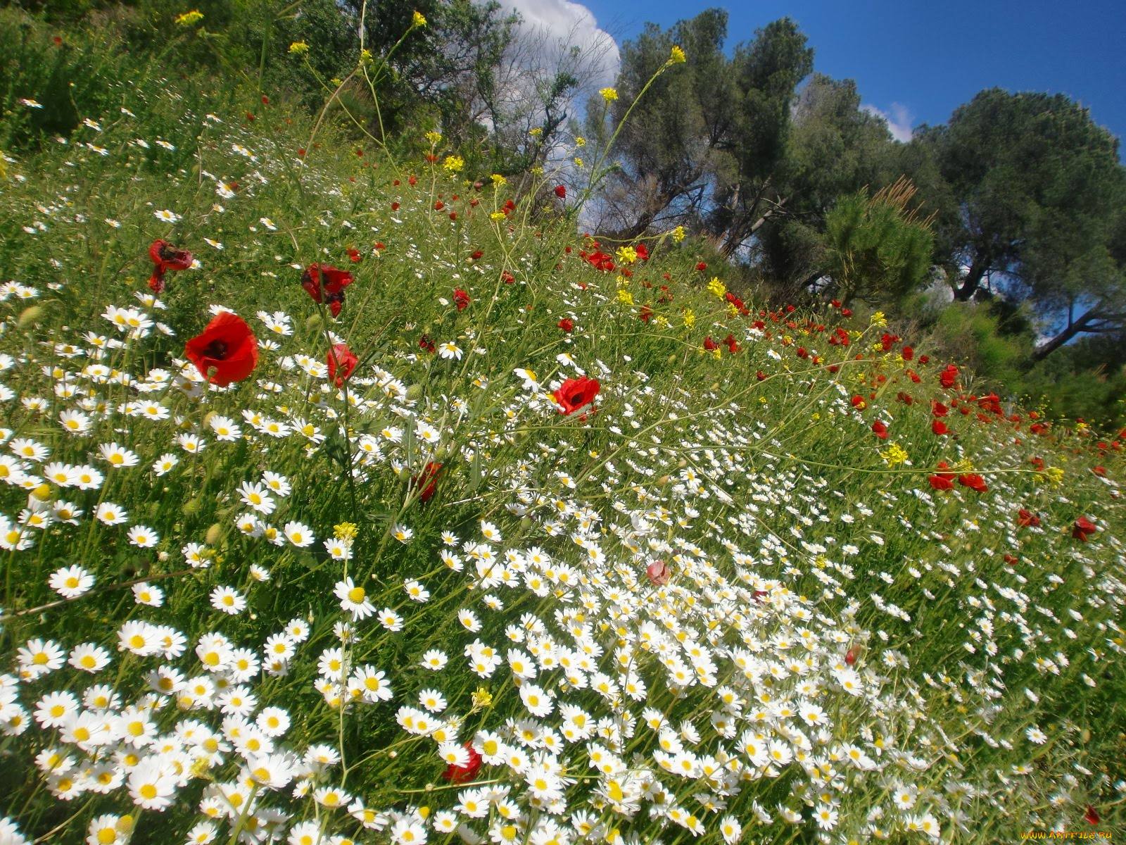 цветы, луговые, полевые, ромашка, мак