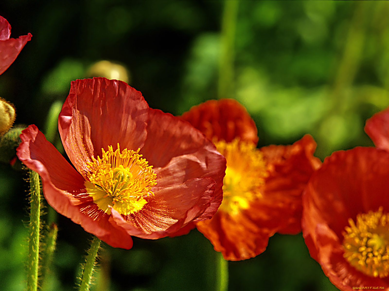 цветы, маки