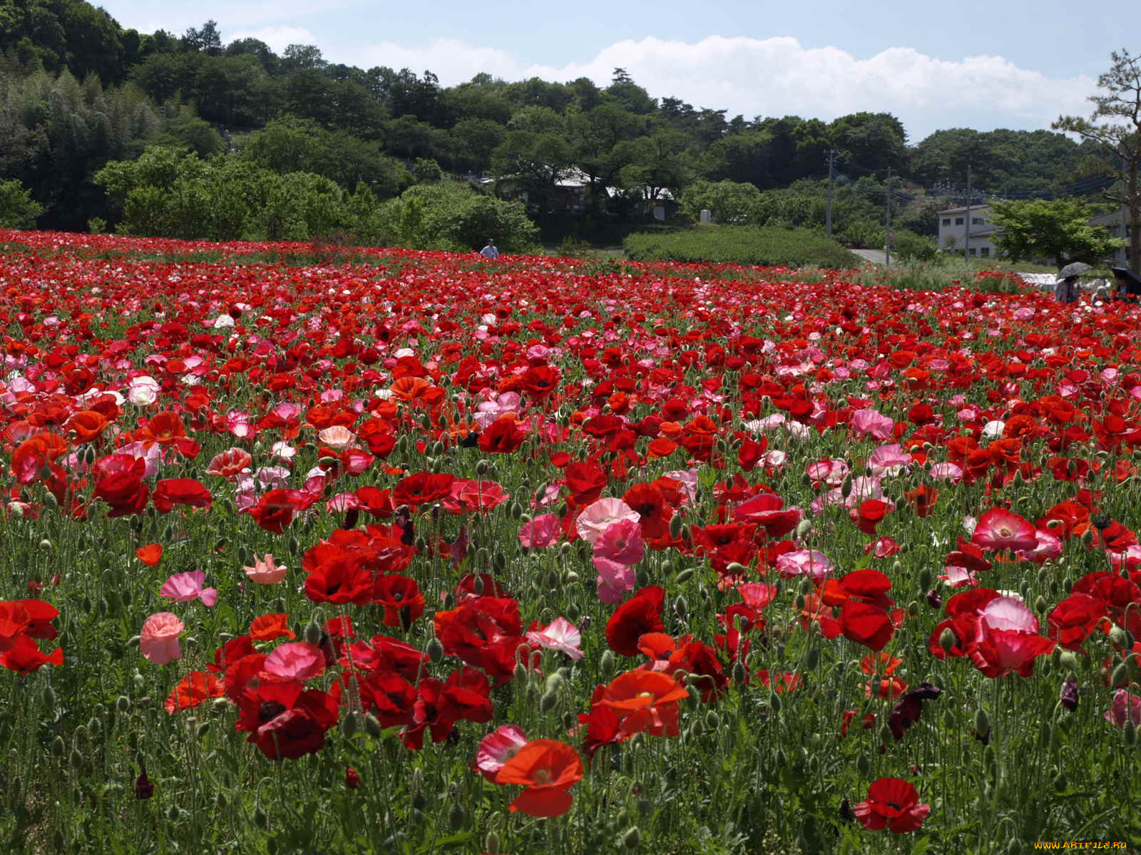 цветы, маки