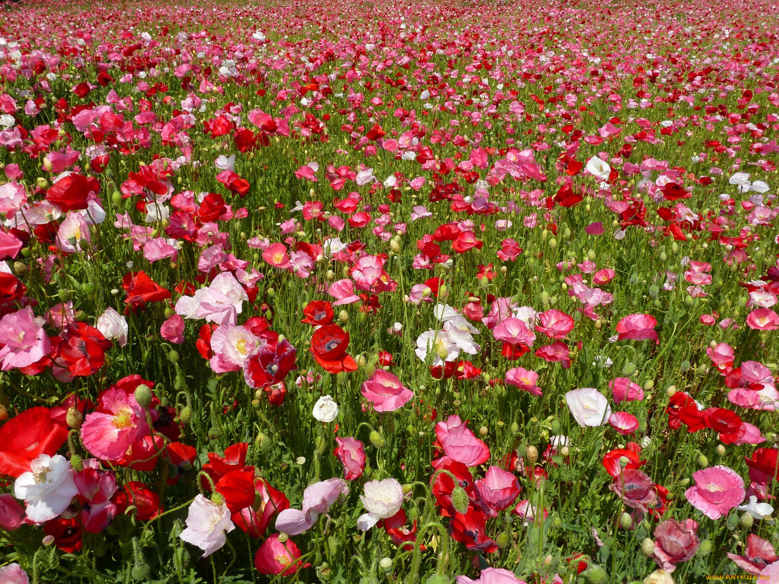 цветы, маки