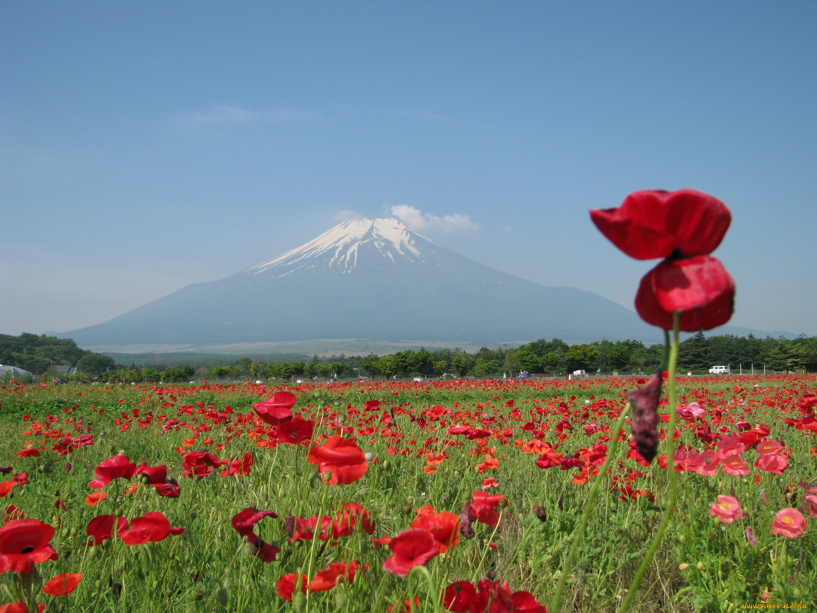 природа, луга