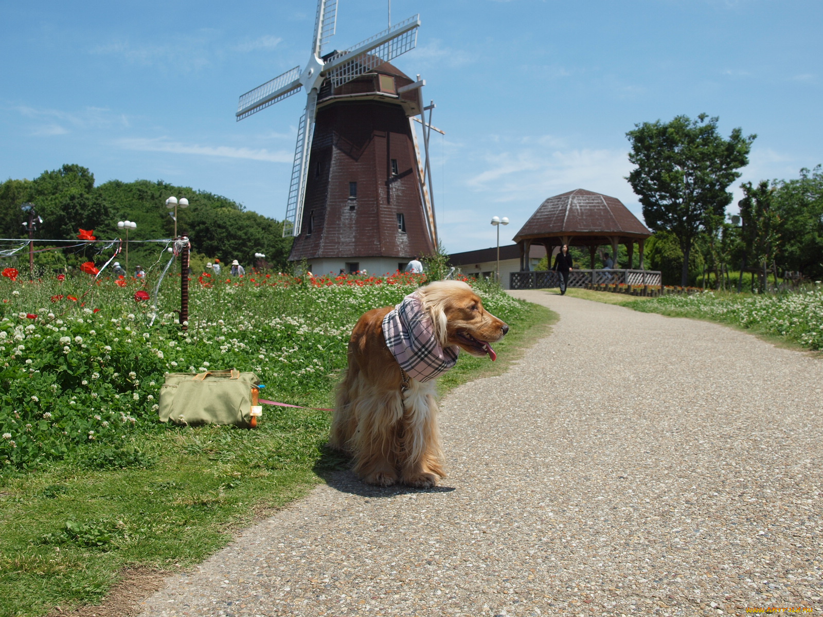 животные, собаки, спаниель, мельница