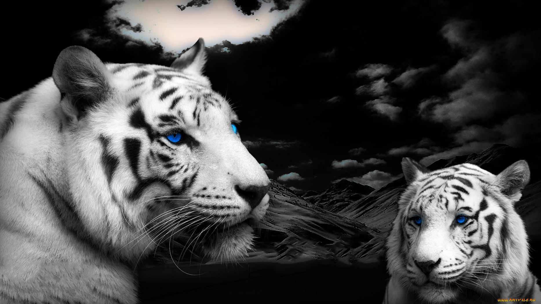 животные, тигры, горы