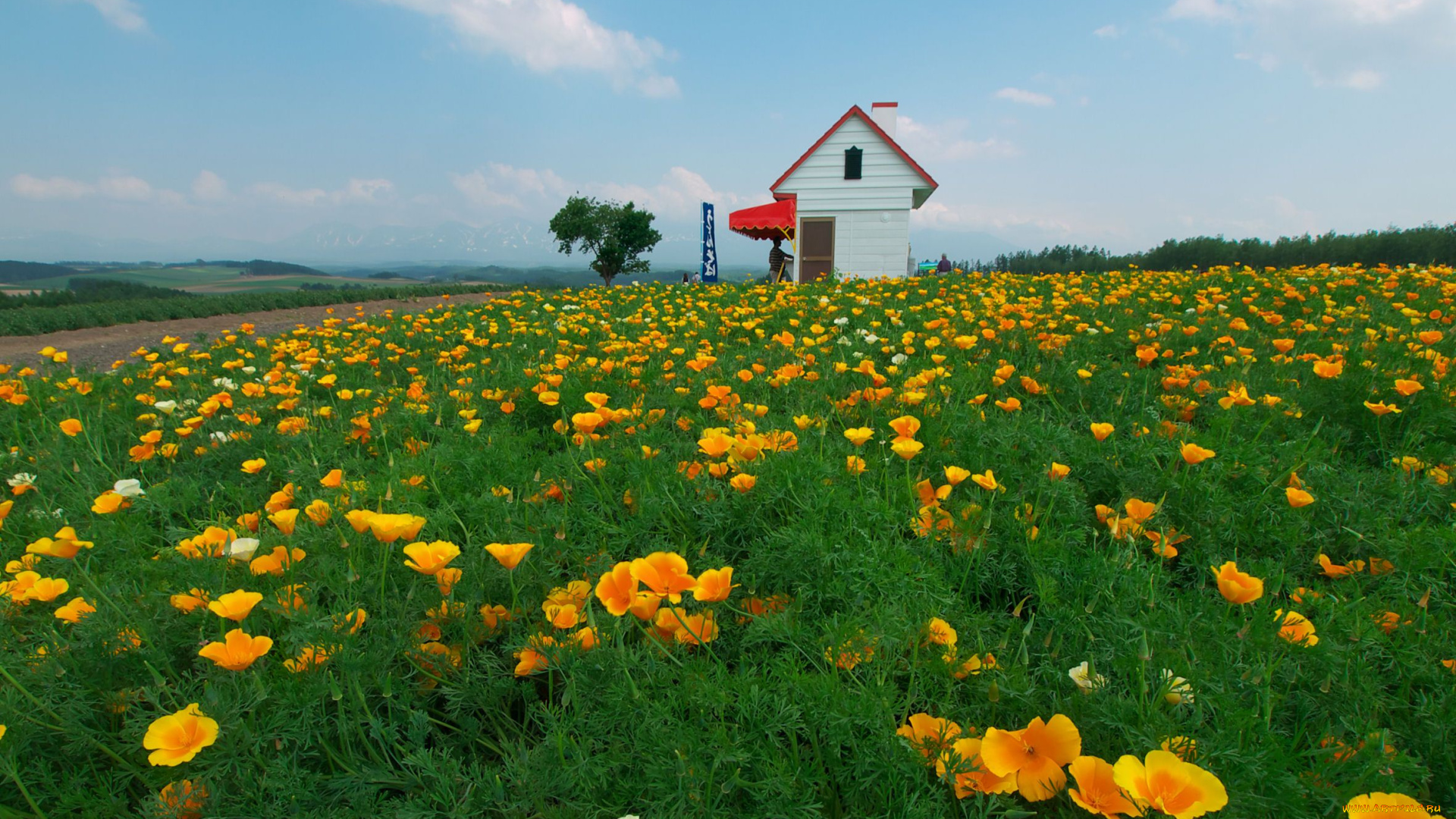цветы, эшшольция, желтый, цветок