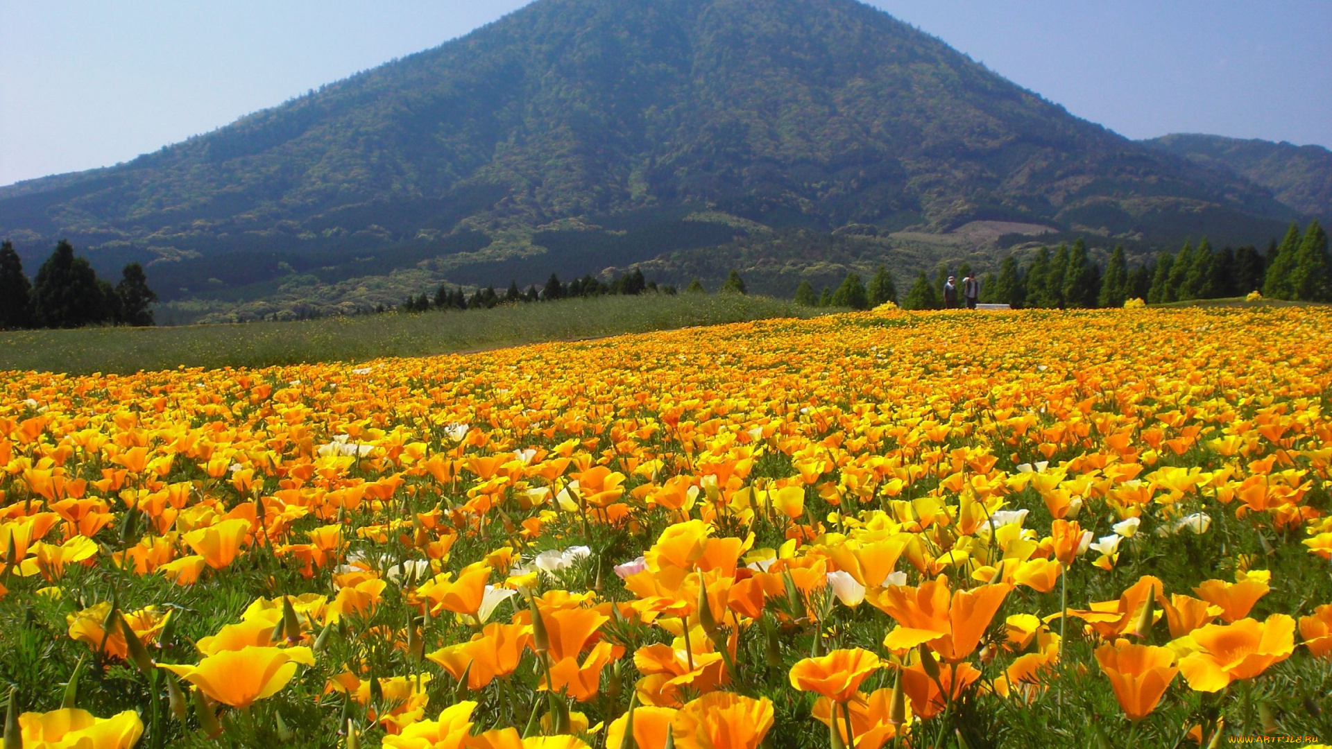 цветы, эшшольция, желтый, цветок