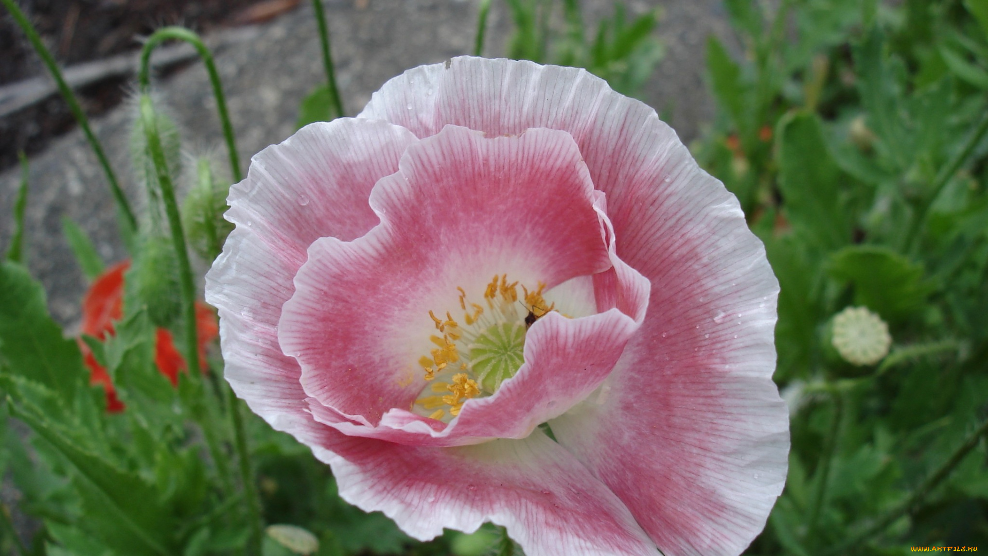 цветы, маки