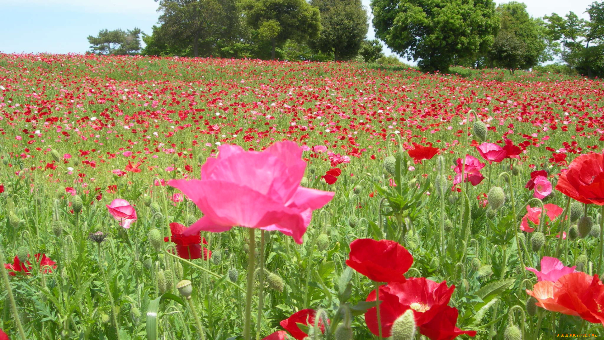 цветы, маки