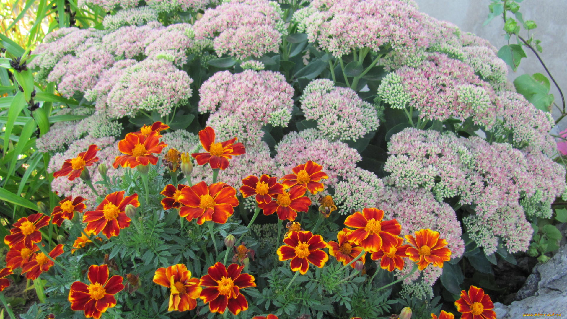 цветы, разные, вместе, оранжевые, розовые, соцветия