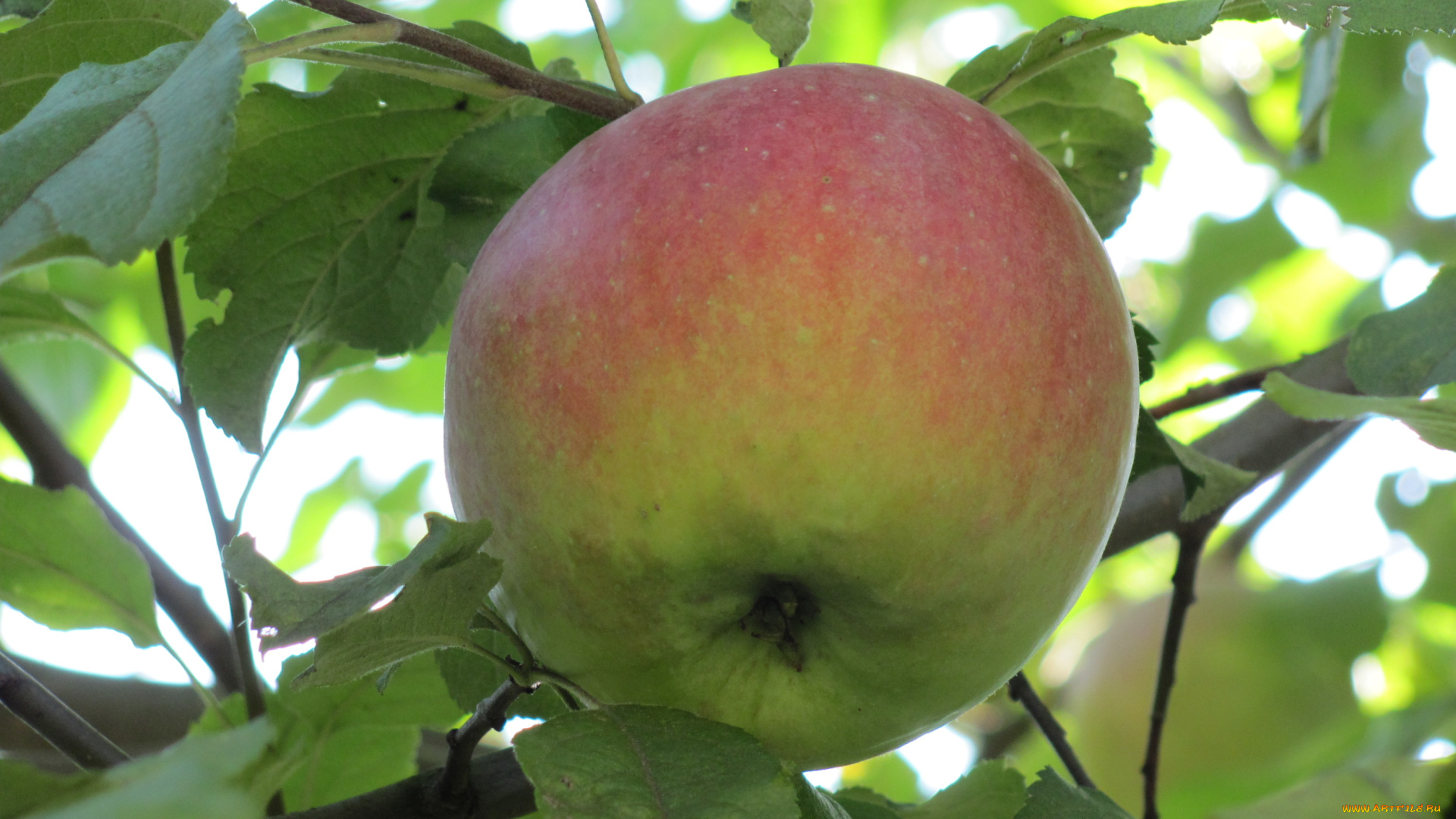 природа, плоды, краснобокое, ветка