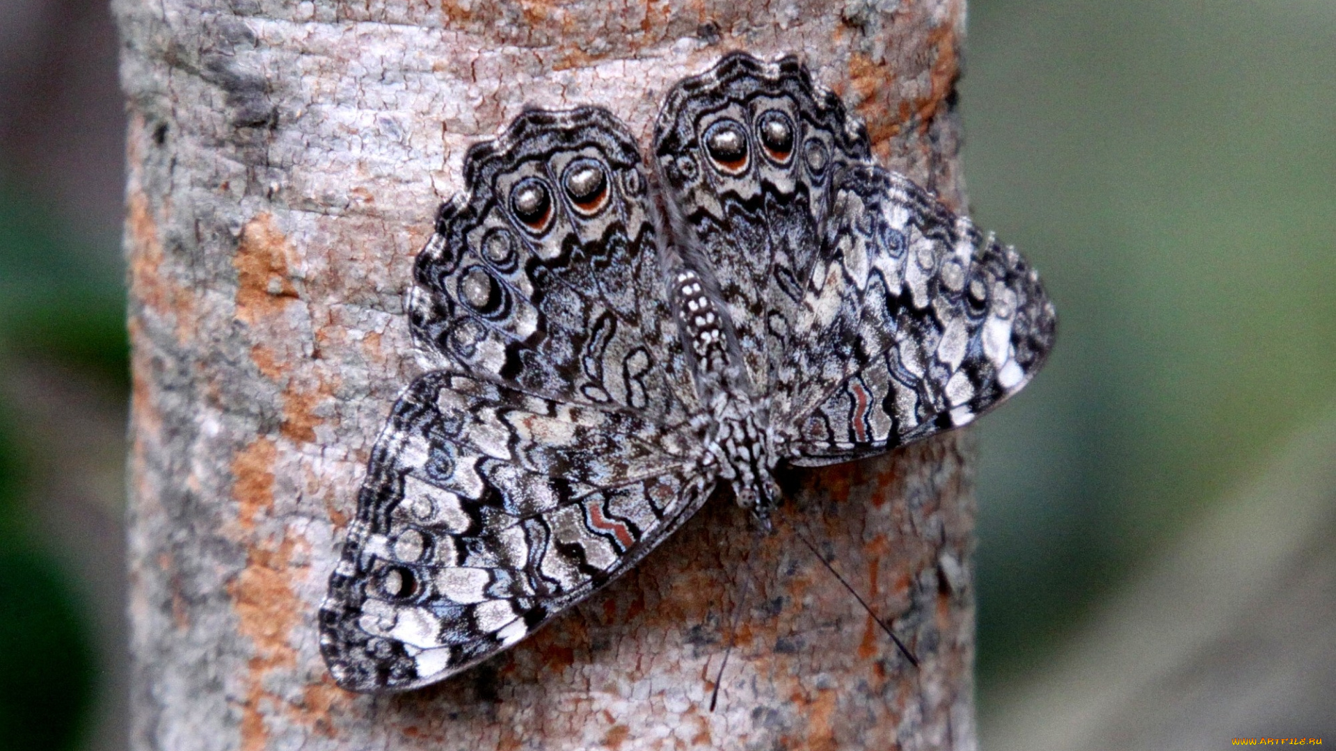 животные, бабочки, крылья, серый, пестрый