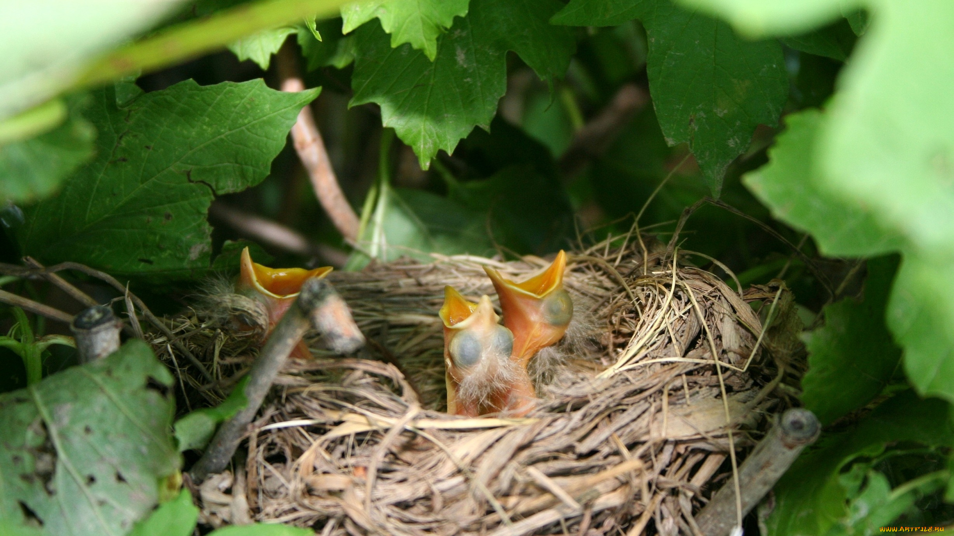 животные, гнезда, птиц, гнездо, птенцы, листья