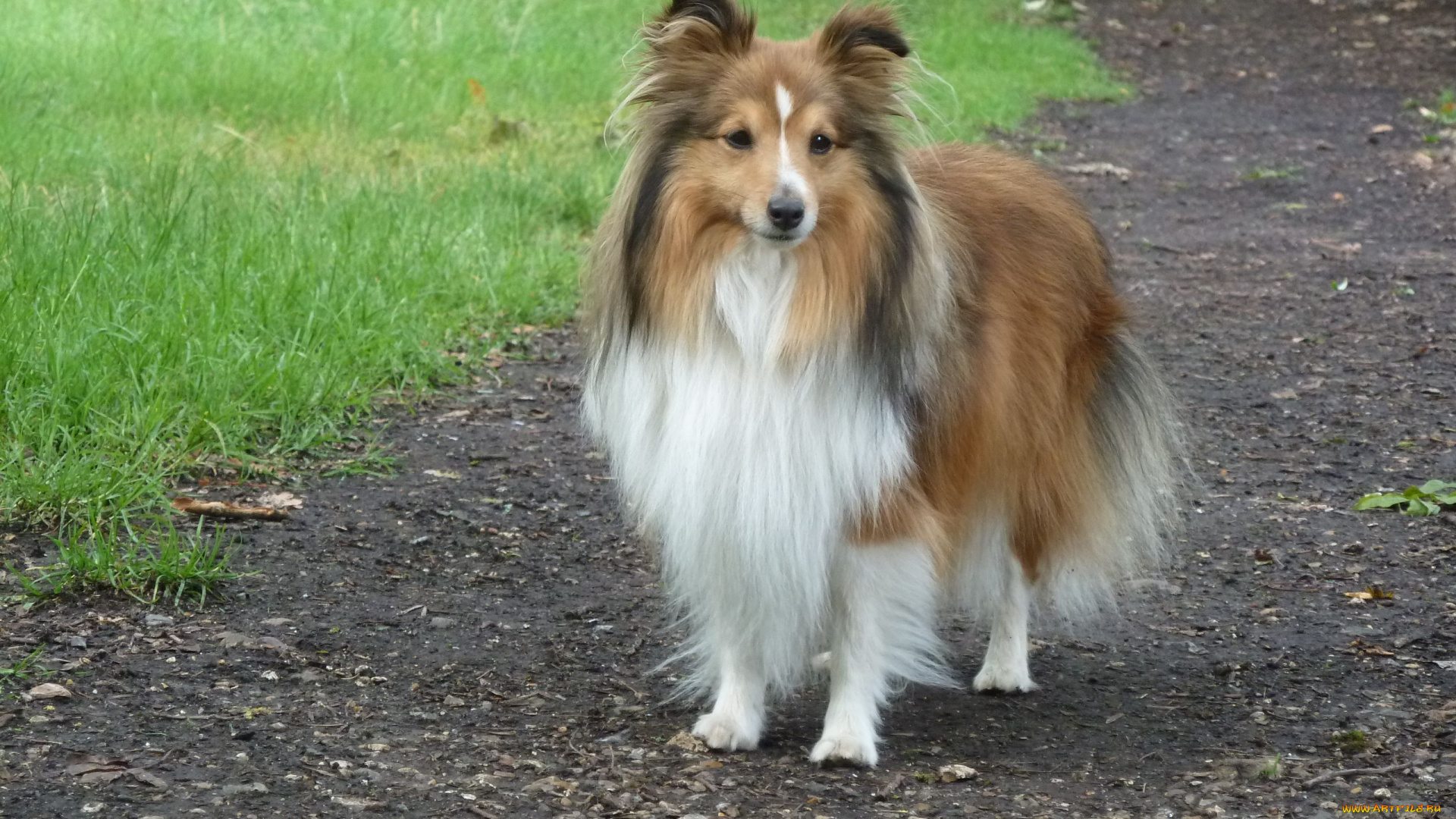 животные, собаки, колли