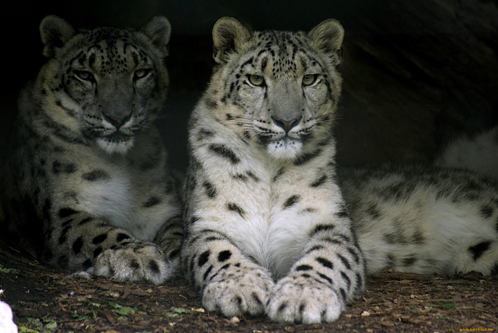 животные, снежный, барс, ирбис, хищник, пара, пятна, белый