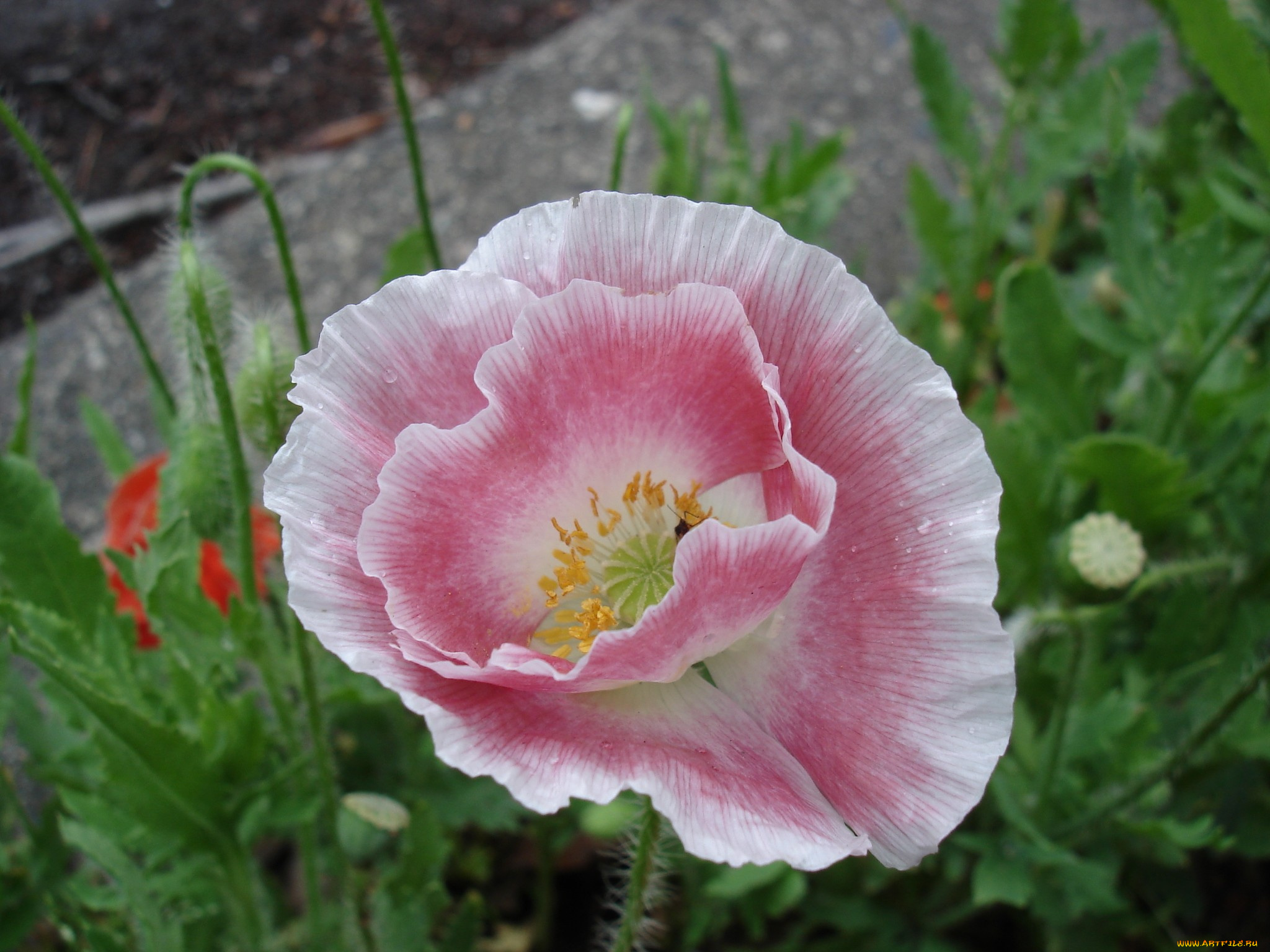 цветы, маки