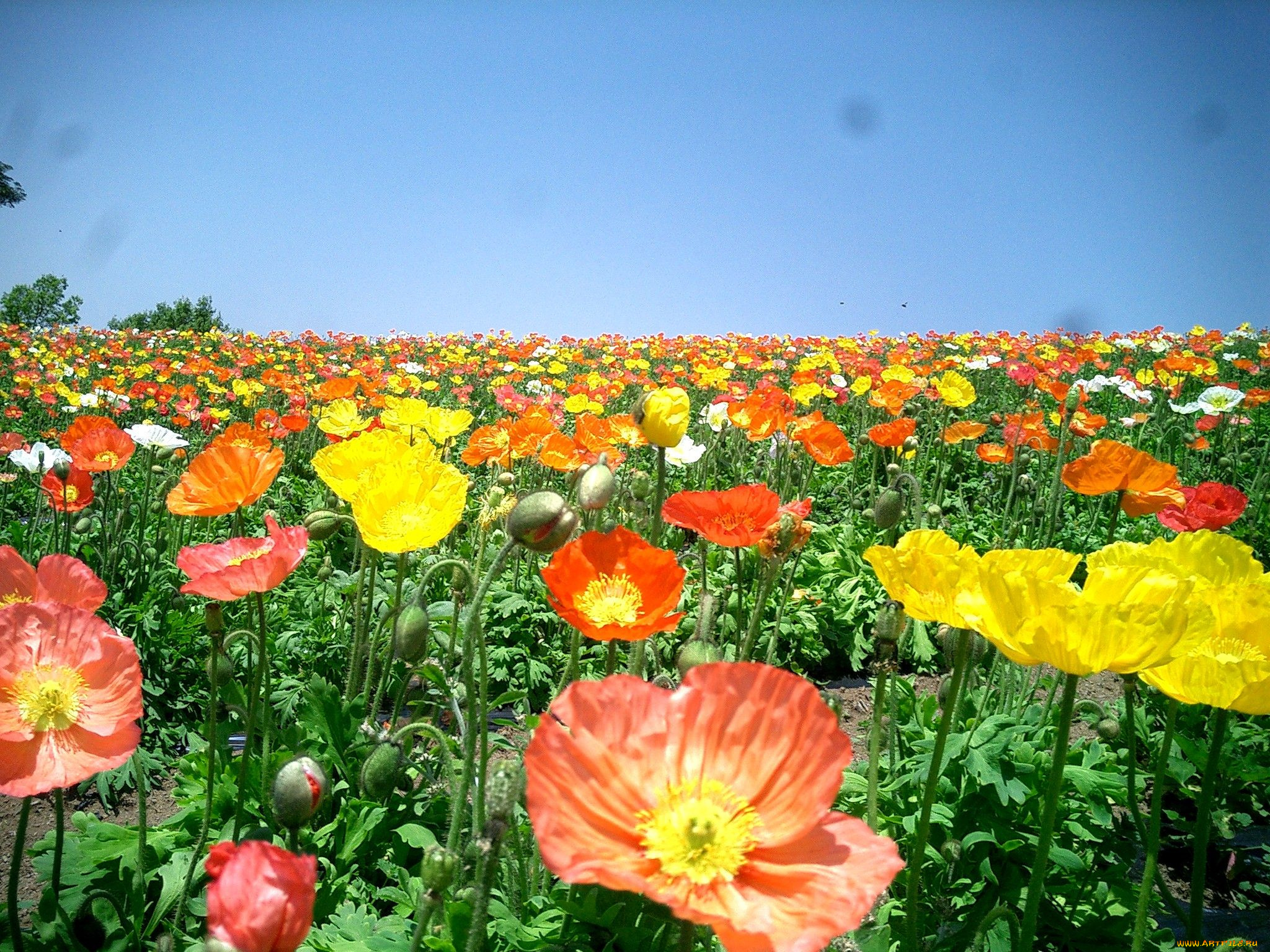 цветы, маки