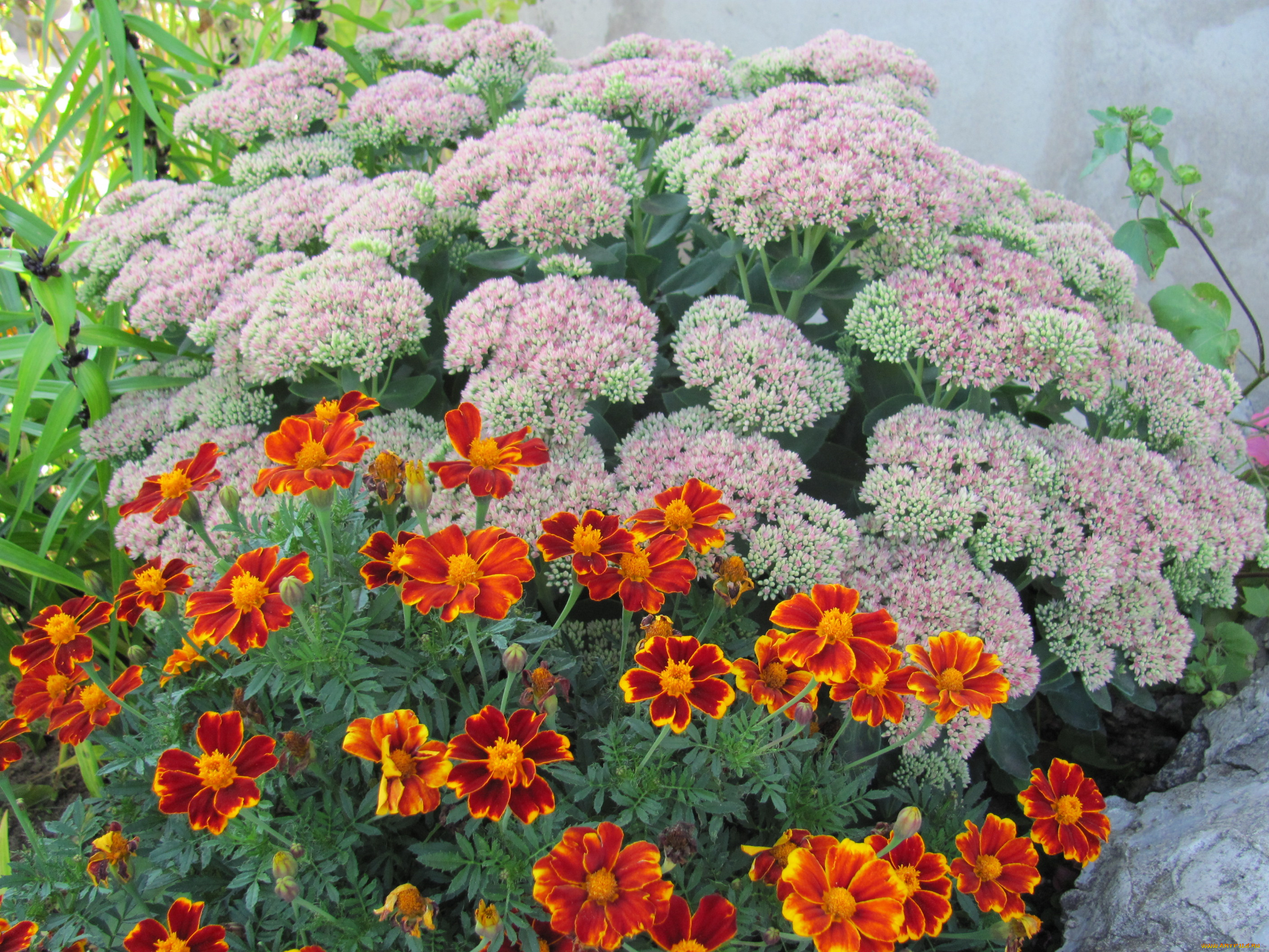 цветы, разные, вместе, оранжевые, розовые, соцветия