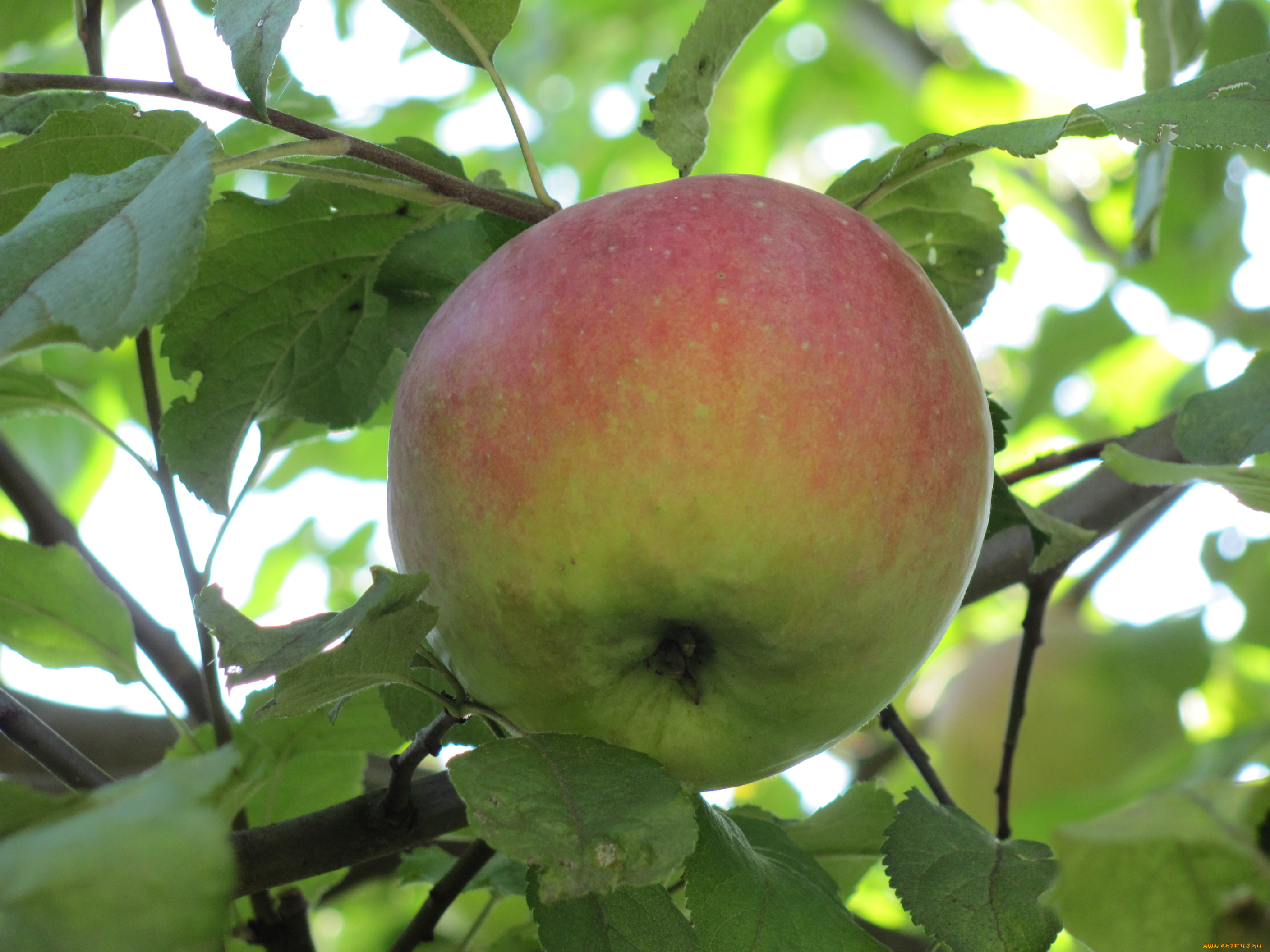 природа, плоды, краснобокое, ветка