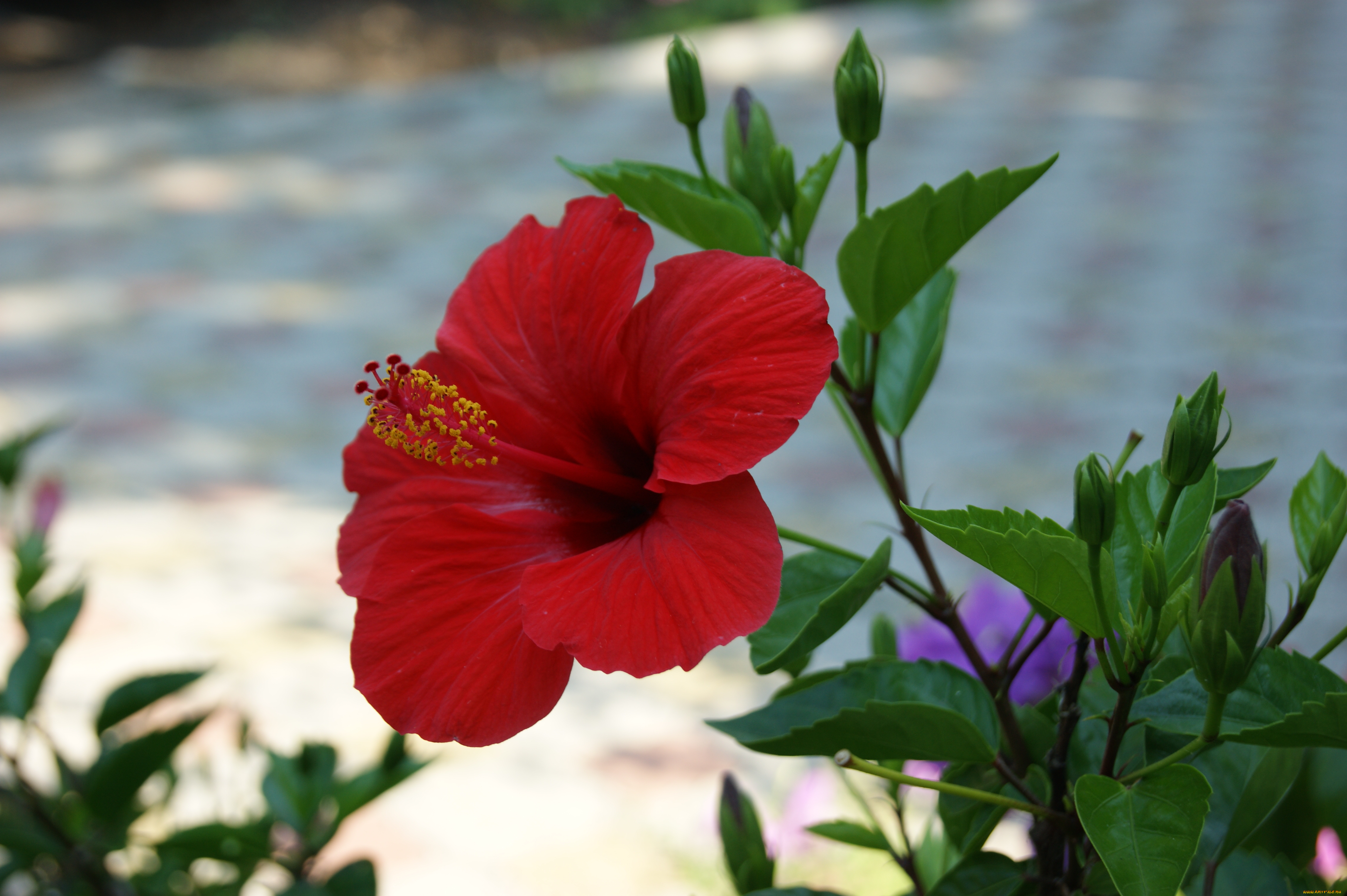 цветы, гибискусы, алый, цветок, серый, фон, бутоны